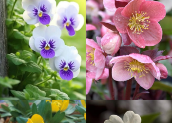 10 Beautiful Flowers That Bloom In Winters
