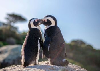 5 best places to see penguins in their natural hab …
                              
                              Published by Livemint | 26 Oct 2024