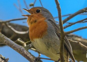 World’s 5 greatest singing birds found in nature
                              
                              Published by Livemint | 31 Oct 2024