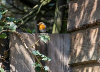 5 ways to attract more birds to your garden
                              
                              Published by Livemint | 26 Oct 2024