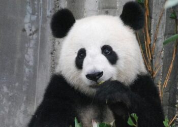 5 rarely seen animals of the rainforest
                              
                              Published by Livemint | 30 Oct 2024