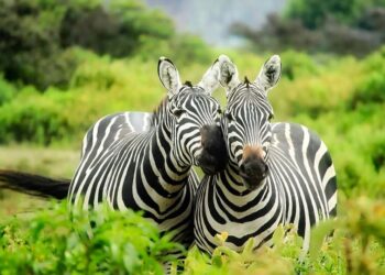5 animals that exhibit human-like social behaviour
                              
                              Published by Livemint | 28 Oct 2024