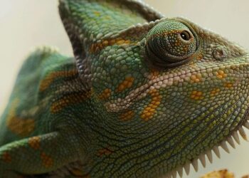 5 animal species that can regenerate body parts
                              
                              Published by Livemint | 27 Oct 2024