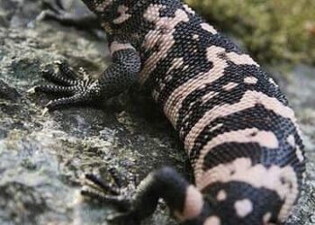 5 Venomous Animals That Are Dangerous But Provide Medical Benefits