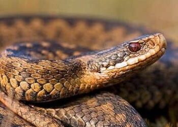 Animals That Go Into Hibernation During Winter