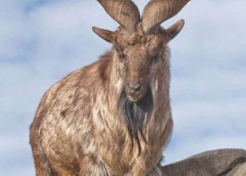 5 Fascinating Facts about Markhor
