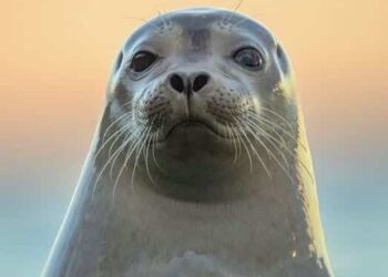 5 Animals with Natural Swimming Skills