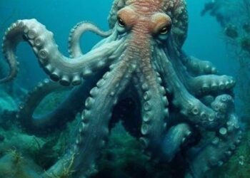 5 Boneless Animals You Didn’t Know About