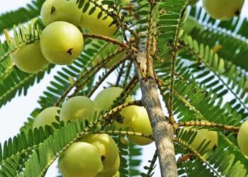 Step-by-Step Guide to Grow Gooseberry (Amla) in Pot