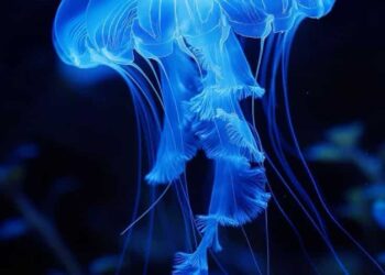 5 Fascinating Animals with Transparent Bodies