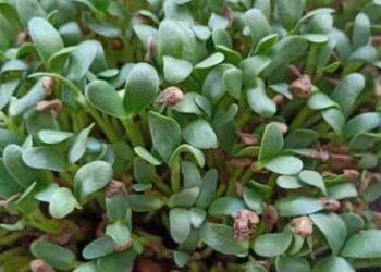 5 Simple Steps to Grow Fenugreek (Methi) at Home