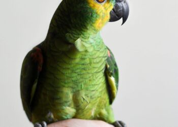 How are Certain Birds Able to Mimic Human Speech So Well?