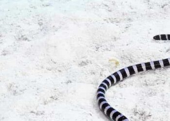 5 Beautiful Yet Deadly Sea Snakes You Should Know About