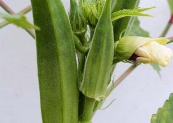 5 Steps to Grow Lady Finger (Bhindi) in Your Garden