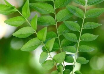 5 Essential Herbs to Grow in Small Kitchen Garden
