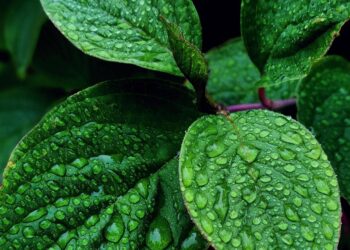 5 Herbs You Can Grow Indoors Without Sunlight