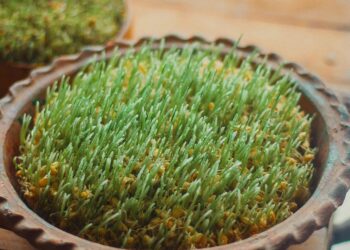 How to Grow Microgreens at Home in Just a Week