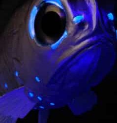 5 Marine Creatures That Produce Their Own Electricity