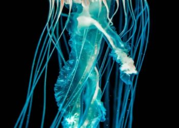 Mindless! 6 Animals That Do Not Have A Brain