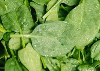 5 Immunity-Boosting Breakfast Foods for a Healthy Start