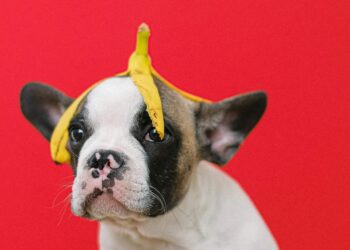 5 Most Common Fruit That Can Be Fatal For Your Dog