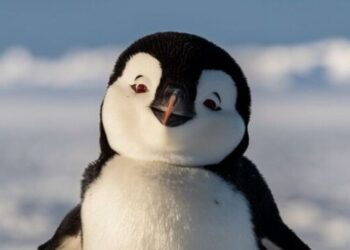 5 unique adaptations of Arctic animals visual stor …
                              
                              Published by Livemint | 17 Nov 2024