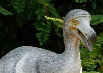 5 of the world’s most bizarre birds
                              
                              Published by Livemint | 14 Nov 2024