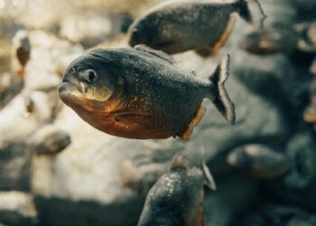 5 most dangerous fish in the world
                              
                              Published by Livemint | 15 Nov 2024