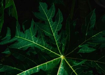 Top 5 benefits of papaya leaves visual story
                              
                              Published by Livemint | 16 Nov 2024
