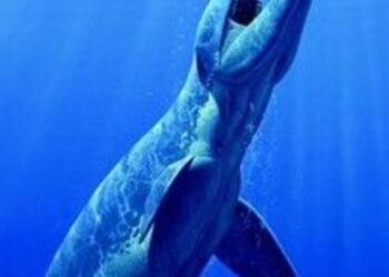 5 weird ancient sea creatures
                              
                              Published by Livemint | 31 Oct 2024
