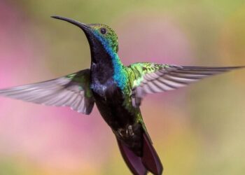 5 most common backyard birds you'll see during win …
                              
                              Published by Livemint | 22 Nov 2024