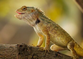 5 animals expert in changing their colours
                              
                              Published by Livemint | 25 Nov 2024