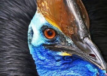 5 fierce facts about the world’s most dangerous bi …
                              
                              Published by Livemint | 08 Nov 2024