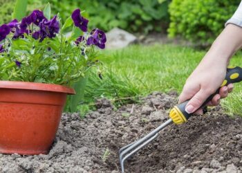 5 reasons why gardening is healthy for us
                              
                              Published by Livemint | 28 Nov 2024