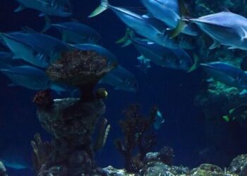 5 marine animals that do not have brains but can l …
                              
                              Published by Livemint | 23 Nov 2024