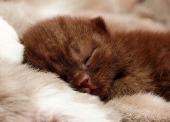 5 Animals That Almost Never Sleep in a visual stor …
                              
                              Published by Livemint | 16 Nov 2024