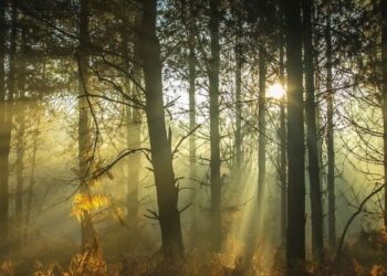 5 reasons to soak sunrays this winter
                              
                              Published by Livemint | 29 Nov 2024