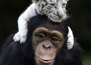 5 fascinating examples of unlikely animal friendsh …
                              
                              Published by Livemint | 02 Nov 2024