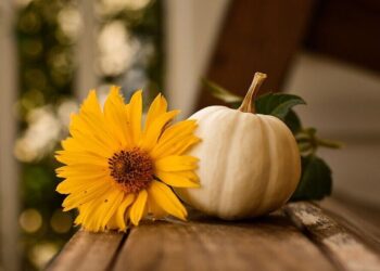 5 traditions followed on Thanksgiving
                              
                              Published by Livemint | 26 Nov 2024