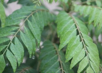7 ways curry leaves boost your health naturally
                              
                              Published by Livemint | 29 Nov 2024