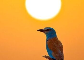 5 desert birds and how they thrive
                              
                              Published by Livemint | 23 Nov 2024