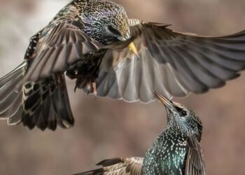 5 birds that have threatened human communities
                              
                              Published by Livemint | 06 Nov 2024