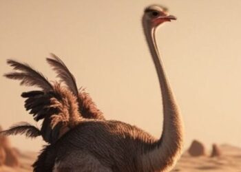 5 largest birds in the world visual story
                              
                              Published by Livemint | 10 Nov 2024