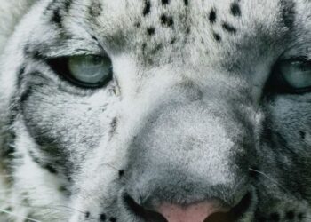 Top 10 snow leopard hotspots in India
                              
                              Published by Livemint | 22 Nov 2024