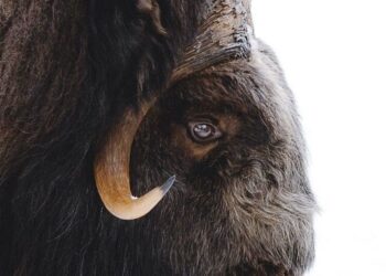Top 5 animals found only in the Himalayan region
                              
                              Published by Livemint | 25 Nov 2024