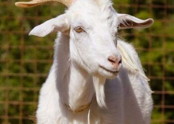 5 animals who have much cooler beard than you
                              
                              Published by Livemint | 30 Nov 2024