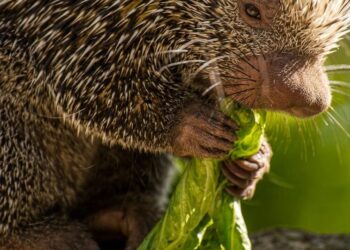 5 animals with spikes for survival
                              
                              Published by Livemint | 19 Nov 2024