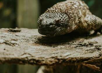 8 dangerous animals that are surprisingly small
                              
                              Published by Livemint | 18 Nov 2024