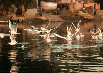 5 best sanctuaries in India for bird enthusiasts
                              
                              Published by Livemint | 18 Nov 2024
