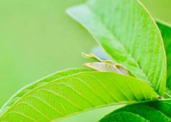 5 benefits of eating guava leaves daily
                              
                              Published by Livemint | 07 Nov 2024